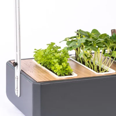Celery microgreens in Gourmet Celery microgreens in Gourmet