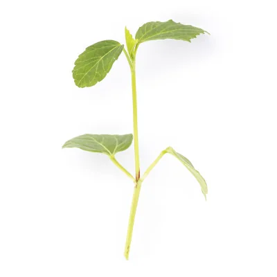 leaf of Hibiscus microgreens leaf of Hibiscus microgreens
