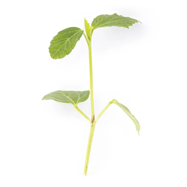 leaf of Hibiscus microgreens