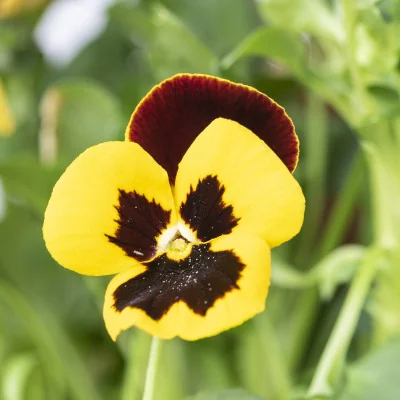 Cultivate your Garden Pansy Mix – ready-to-use Veritable Lingot® Cultivate your Garden Pansy Mix – ready-to-use Veritable Lingot®