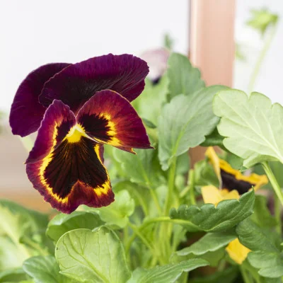 Cultivate your Garden Pansy Mix – ready-to-use Veritable Lingot® Cultivate your Garden Pansy Mix – ready-to-use Veritable Lingot®