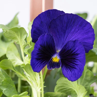Cultivate your Garden Pansy Mix – ready-to-use Veritable Lingot® Cultivate your Garden Pansy Mix – ready-to-use Veritable Lingot®