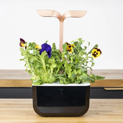 Cultivate your Garden Pansy Mix – ready-to-use Veritable Lingot® Cultivate your Garden Pansy Mix – ready-to-use Veritable Lingot®