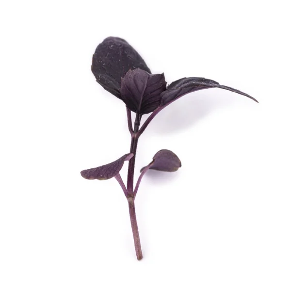 Feuille de Micropousses Basilic pourpre