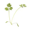 Micropousses Carotte - lot de 3