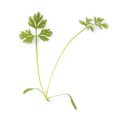 Carrot leaf Carrot leaf