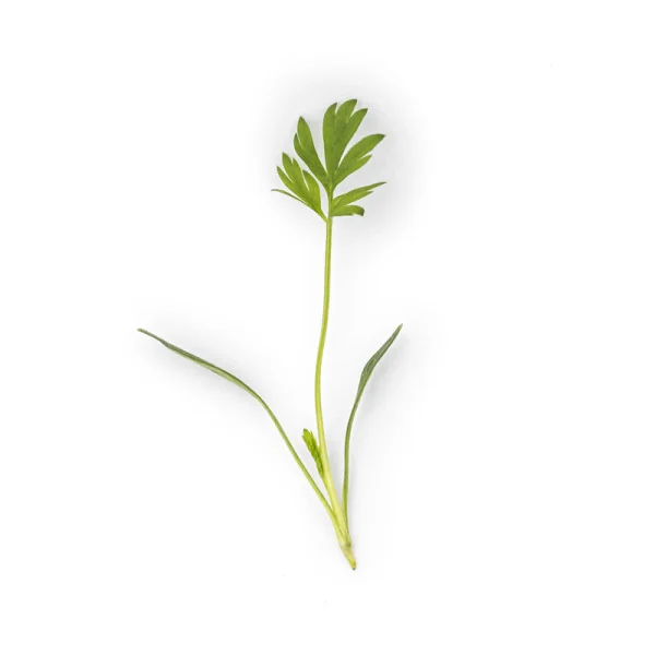 Leaf of Caraway microgreens