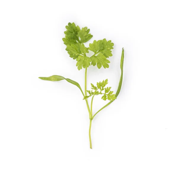 Leaf of Chervil microgreens