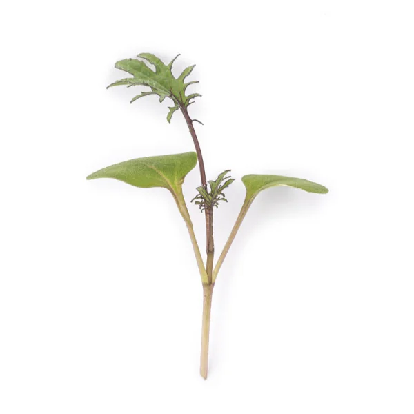leaf of Red kale microgreens