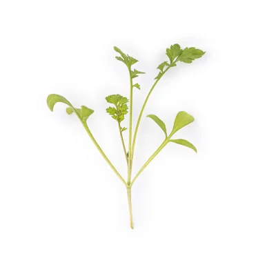 Leaf of Cress microgreens Leaf of Cress microgreens