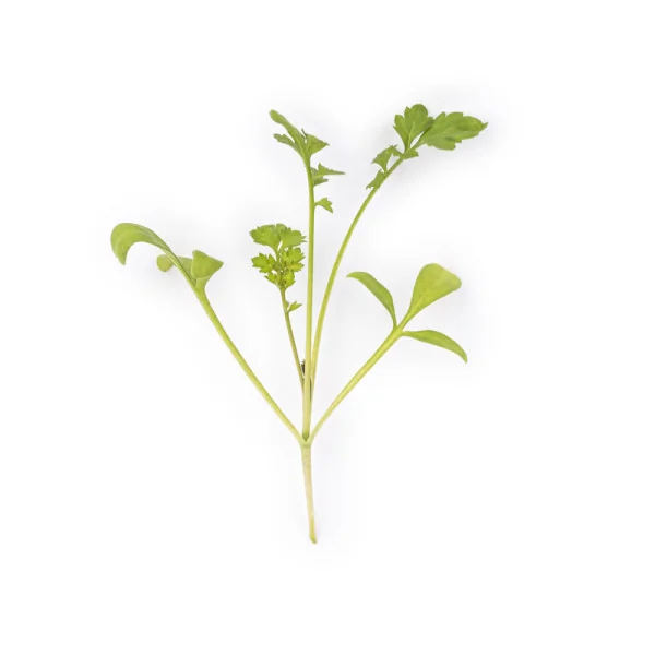 Feuille de Micropousses Cresson