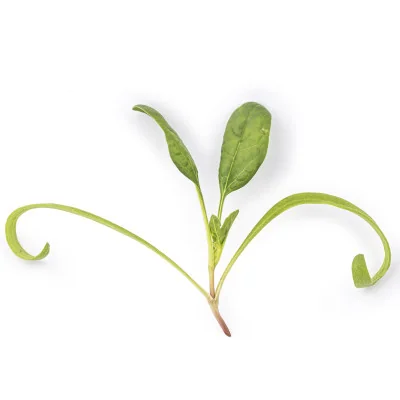 Leaf of Lorelay spinach microgreens Leaf of Lorelay spinach microgreens