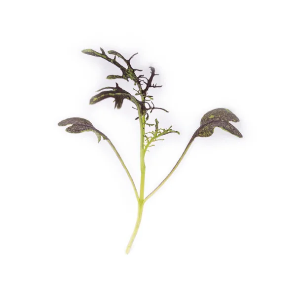 Leaf of Red Mizuna microgreens