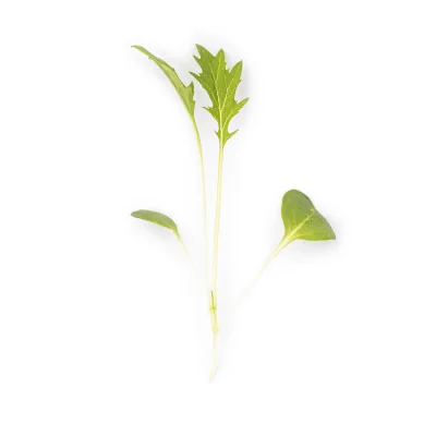 Feuille de Micropousses Mizuna verte