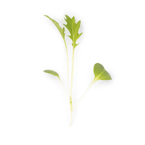Leaf of Green Mizuna microgreens