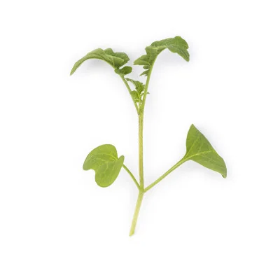 Leaf of White mustard microgreens Leaf of White mustard microgreens