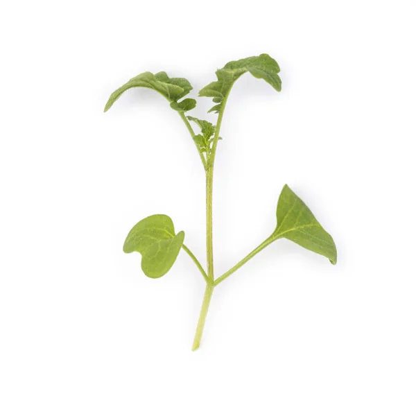 Leaf of White mustard microgreens