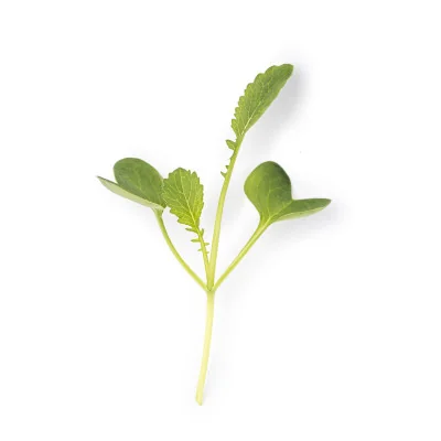Leaf of Daikon radish microgreens