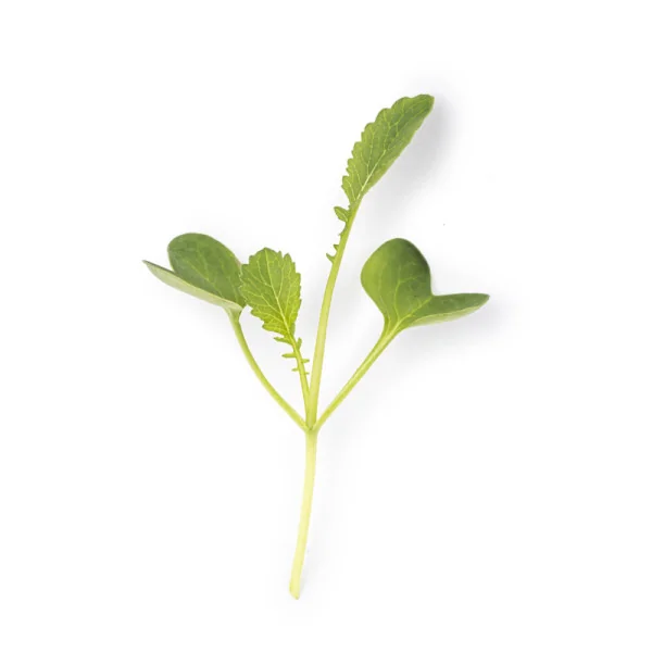 Leaf of Daikon radish microgreens