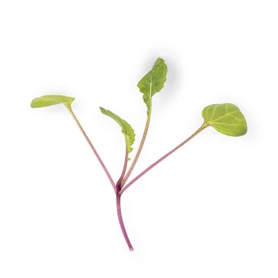 Leaf of Pink radish microgreens Leaf of Pink radish microgreens