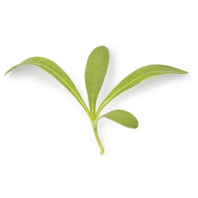 Leaf of Marigold microgreens Leaf of Marigold microgreens