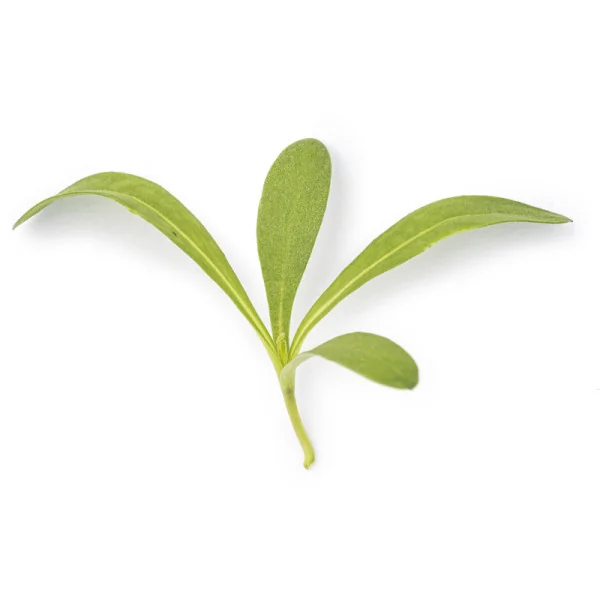 Feuille de Micropousses Souci