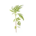Citrus tagetes microgreens - 3-pack