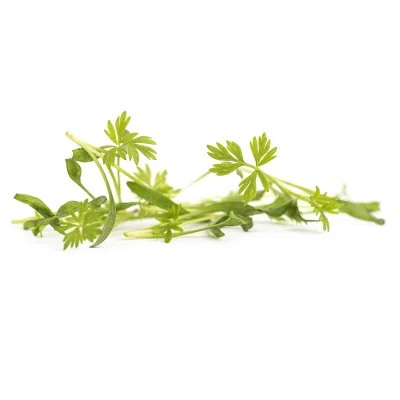 several leaves of Caraway microgreens several leaves of Caraway microgreens