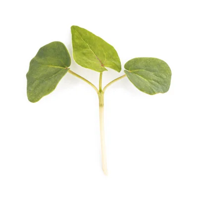 Leaf of Buckwheat microgreens Leaf of Buckwheat microgreens