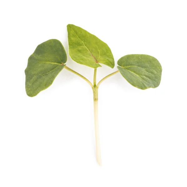 Leaf of Buckwheat microgreens