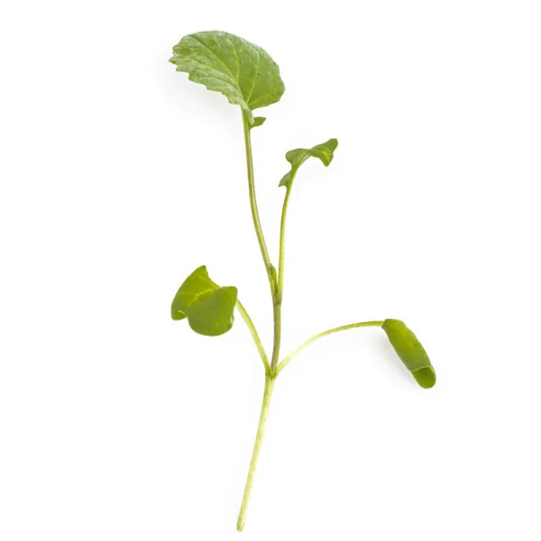 Broccoli microgreens leaf