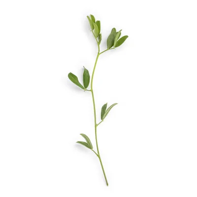 Leaf of Red lentils microgreens Leaf of Red lentils microgreens