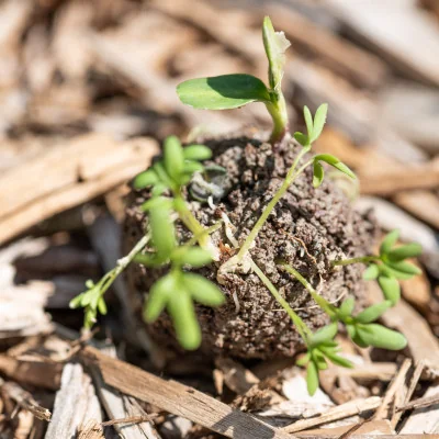 Seed bombs: a 100% recycled product made in France Seed bombs: a 100% recycled product made in France