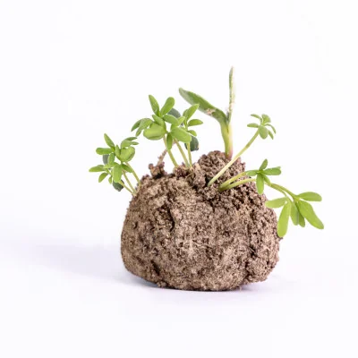 Seed bombs: a 100% recycled product made in France Seed bombs: a 100% recycled product made in France