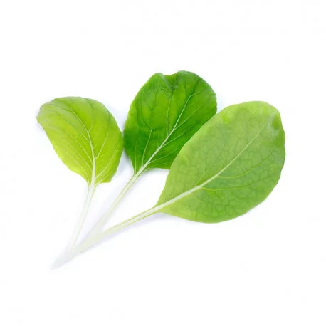 Pak Choi Pak Choi