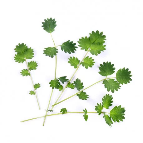 Organic Salad burnet Lingot® Organic Salad burnet Lingot®