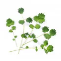 Organic Salad burnet Lingot®