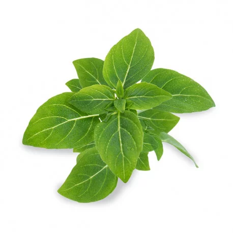 Basilic Fin Vert Nain Basilic Fin Vert Nain