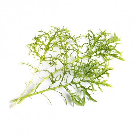 Moutarde verte Moutarde verte