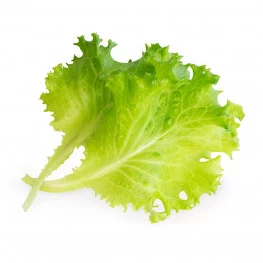 Butterhead lettuce Lingot®