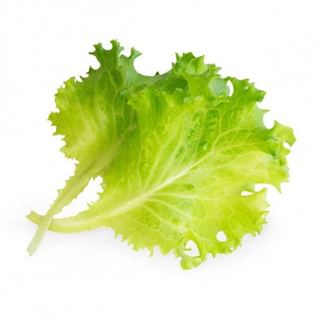 Butterhead lettuce Lingot®