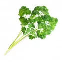 Organic Curly Parsley Lingot®