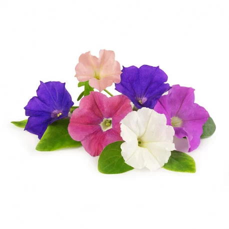 Fleurs de Pétunia