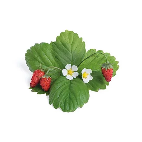Fraise Fraise