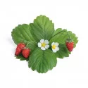 Fraise