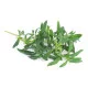 Organic Mountain savory Lingot®