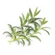 Lingot® Hyssop BIO