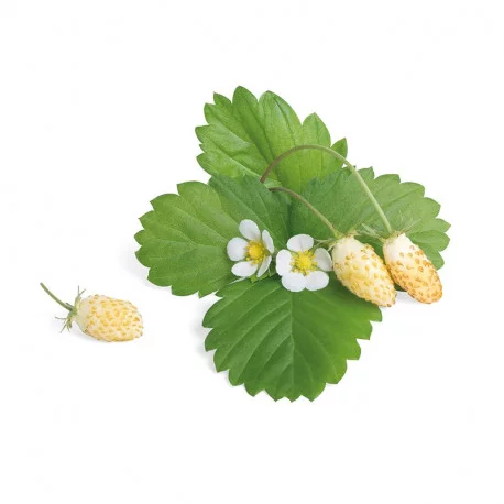 Lingot® Fraise des bois blanche Lingot® Fraise des bois blanche
