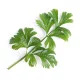 Celery Lingot®