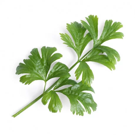 Celery Lingot® - Veritable Smart Indoor Garden